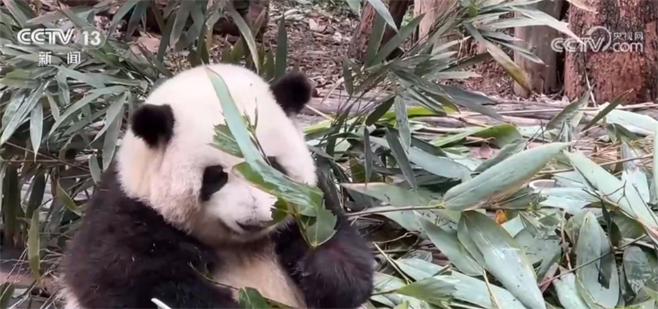 熊猫的最新视频动态，探索自然与文化的交融之美