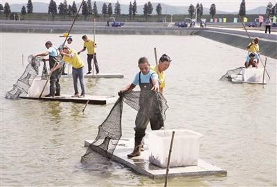 高淳螃蟹最新报价——市场趋势与消费者洞察