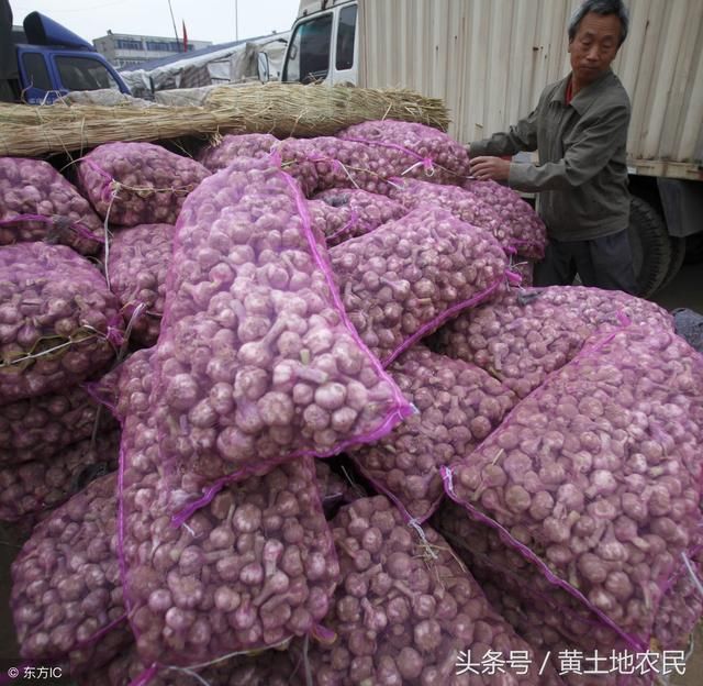 最新的大蒜价格动态及其对市场的深远影响