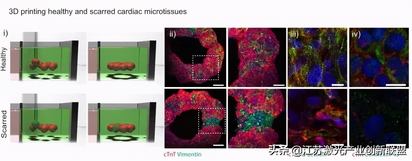 最新细胞融合技术，开启生命科学的崭新篇章